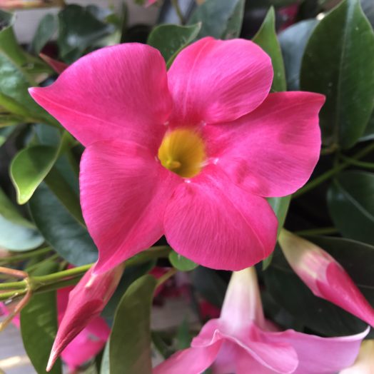 bloem tuin