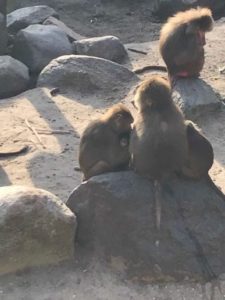 Dierenpark Amersfoort Poep & Zoo baby chimpansee