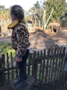 Dierenpark Amersfoort Poep & Zoo bij de Olifanten