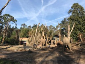 Dierenpark Amersfoort Poep & Zoo olifanten