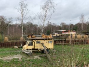 Safaripark beekse bergen leeuwen op auto