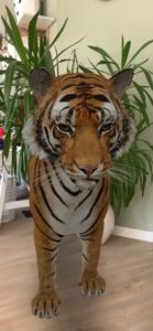 tijger in 3d weergeven google