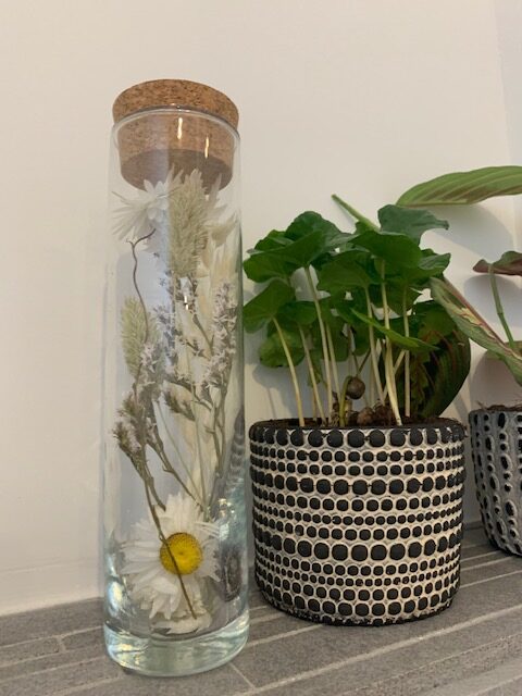plant rebelz plantjes
