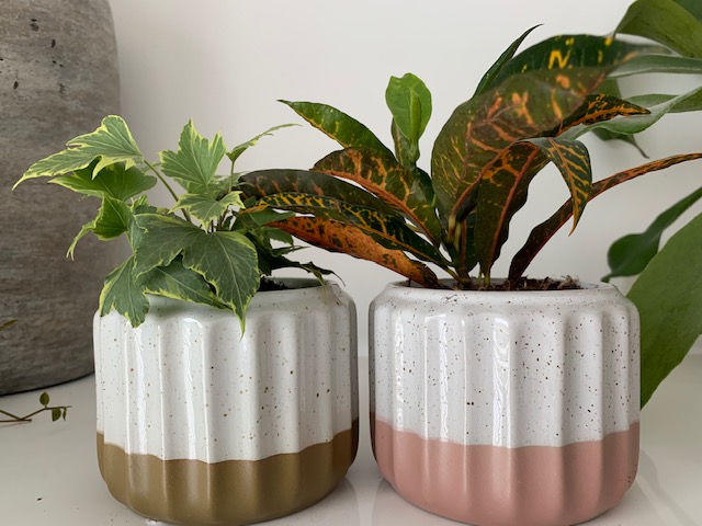 plant rebelz stekjes