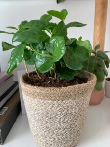 potjes en stekjes plant rebelz