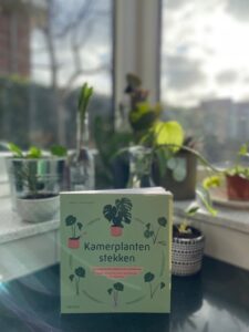 kamerplanten stekken