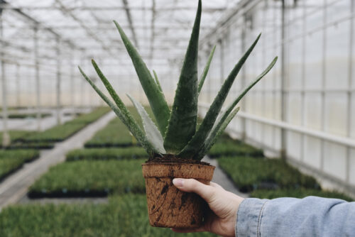 Dr. Geen Aloe vera in kwekerij