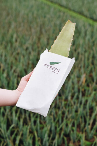 Dr. Green Aloe vera blad in zakje met logo in kwekerij