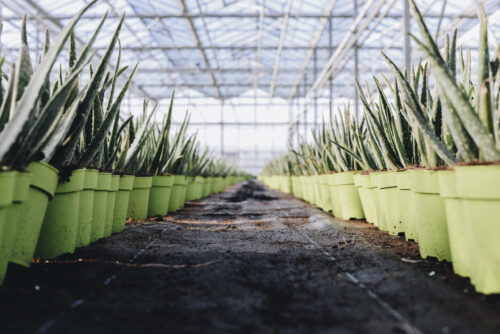 Dr. Green_Aloe vera in de kwekerij maat broertje