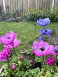 kindvriendelijke tuin