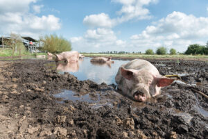 Varkens in de Beukentuin