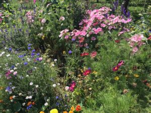 diverse bloemen in tuin