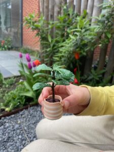 mini verse plantjes